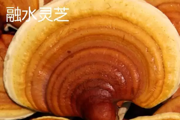图片[6]-柳州市融水苗族自治县的特产 ,融水有哪些特色的特产种类？-会东网