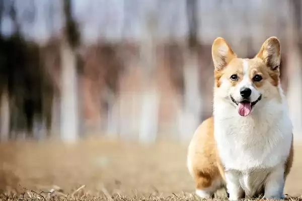 图片[8]-最好养的10种小型犬的种类和要点？选择小型犬需关注哪些品种？-会东网