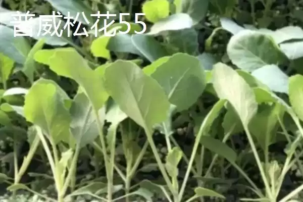 图片[7]-5元左右的价格成因-会东网