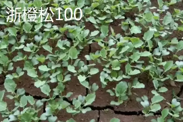 图片[9]-5元左右的价格成因-会东网