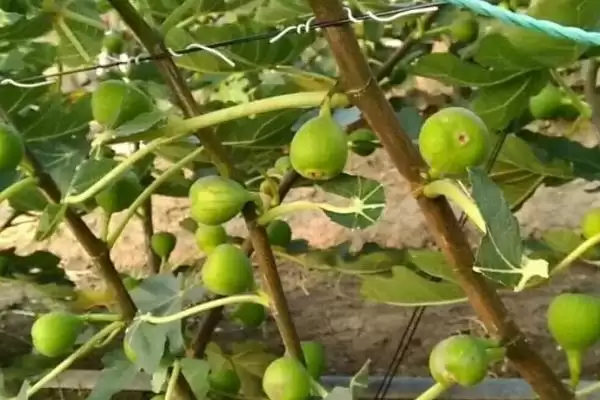 图片[4]-无花果繁殖的方法和要点？繁殖无花果需掌握哪些关键技术环节？-会东网