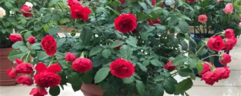 盆栽玫瑰花施肥秘籍：花期前施高磷钾肥的关键作用-会东网
