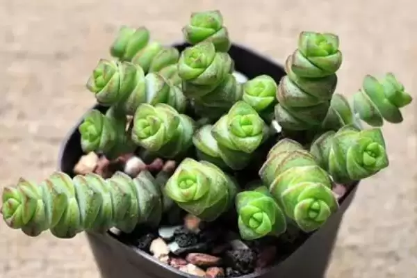 图片[6]-钱多多植物养殖秘籍：光照充足环境中生长的要点-会东网