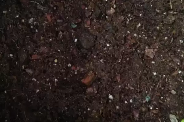 图片[2]-了解芸香繁殖方式的方法和重点？了解芸香繁殖方式要做好哪些细节？-会东网