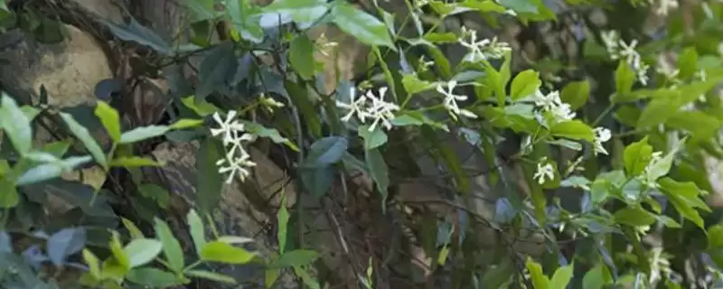 认识喜阴可常年开花爬藤植物的方法和重点?认识喜阴可常年开花爬藤植物要做好哪些细节?-会东网