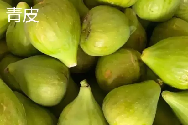 图片[5]-无花果产地的分布和要点？了解无花果产地需关注哪些关键信息？-会东网