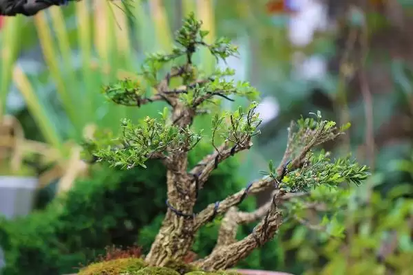 图片[3]-什么是珍珠黄杨？认识珍珠黄杨要了解哪些关键的植物形态和特性？-会东网