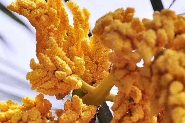 图片[3]-棕树皮直接种花的可行性和要点？利用棕树皮种花需注意什么？-会东网