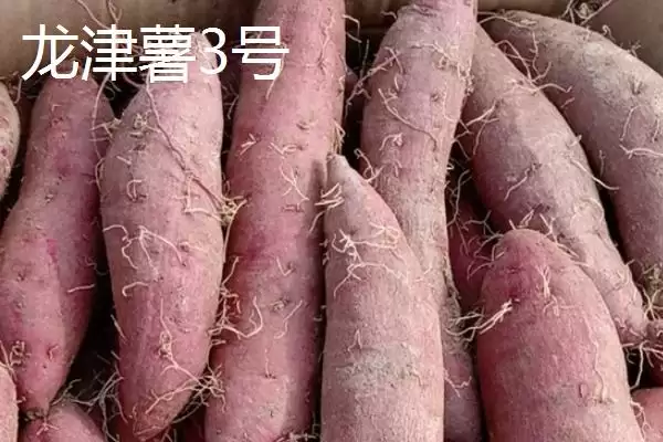 图片[9]-紫薯品种的种类和要点？了解紫薯品种需关注哪些关键信息？-会东网