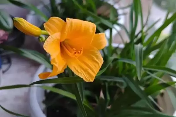 图片[4]-忘忧草的花语？了解忘忧草花语要探究哪些文化象征和寓意内涵要点？-会东网