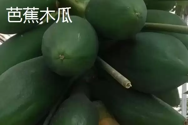 图片[6]-四川仪陇县的特产？认识四川仪陇县特产要探究哪些特色产品详情？-会东网