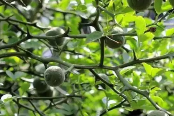 图片[3]-了解枳实施肥种类的方法和重点？了解枳实施肥种类要做好哪些细节？-会东网