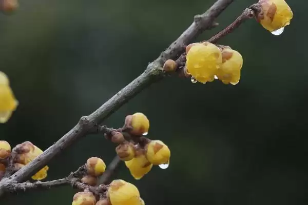 图片[4]-腊梅树的移栽时间 ,腊梅树冬春季移栽有何优势？-会东网
