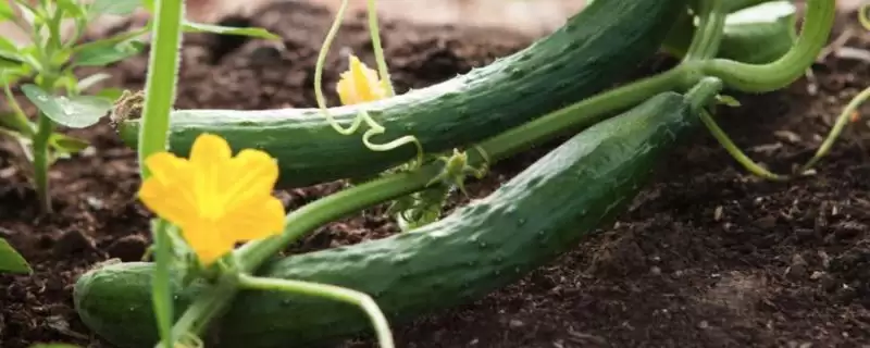 夏季适合种植蔬菜的种类和要点？夏季选种蔬菜需关注哪些品种？-会东网