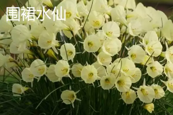 图片[8]-水仙花品种介绍？认识水仙花品种要了解哪些关键的品种特性和分类信息？-会东网
