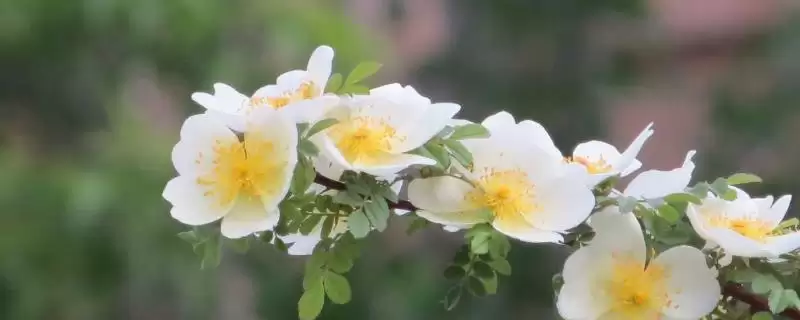 蔷薇花种类大集合：多数为世界著名观赏植物的品种介绍-会东网