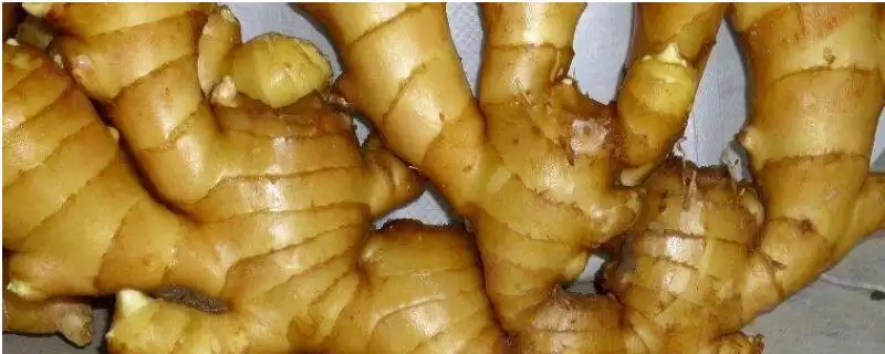 生姜的保存方法？保存生姜要掌握哪些有效的储存方式和要点？-会东网