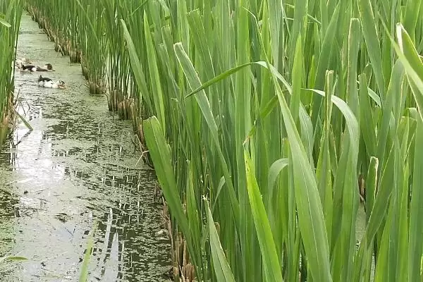 图片[3]-种植茭白的环境要求和要点？种植茭白需关注哪些环境要素？-会东网