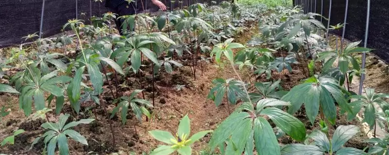 重楼的种植效益和前景？种植重楼需关注哪些经济发展要素？-会东网