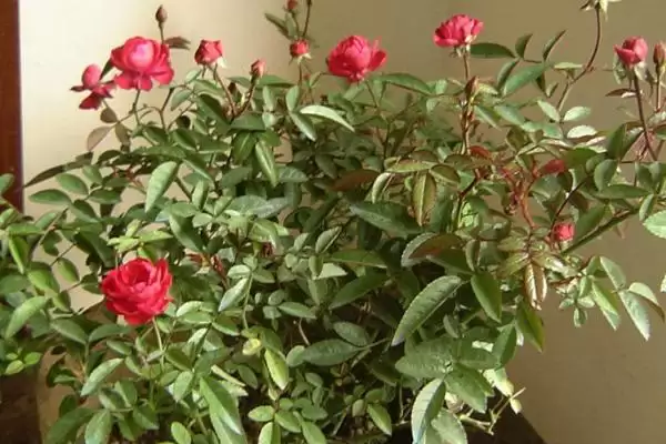 图片[4]-钻石玫瑰花语的含义和要点？理解钻石玫瑰花语需关注哪些关键？-会东网