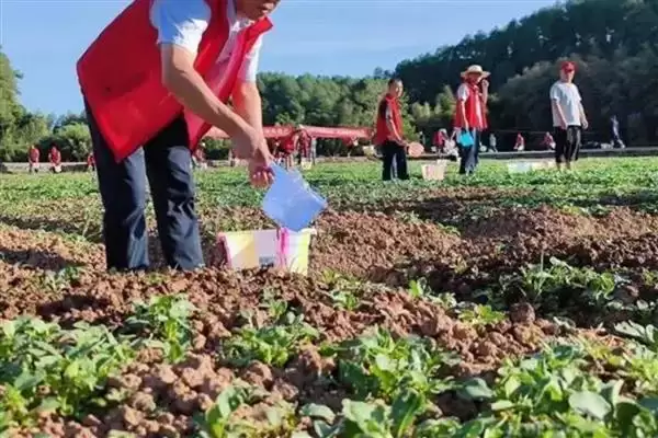 图片[5]-芥菜的收获时间 ,芥菜在什么时候可以进行收获-会东网