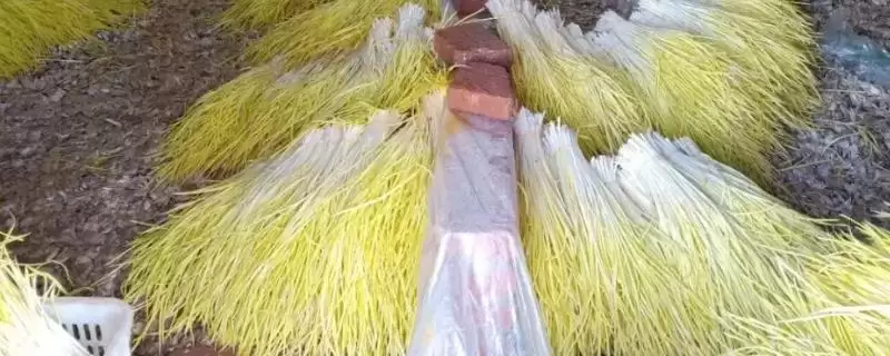 蒜黄的种植方法？种植蒜黄要遵循哪些科学的种植步骤和管理要点？-会东网
