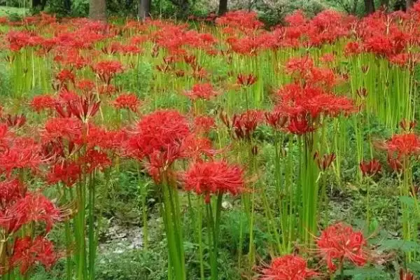 图片[4]-种植石蒜的方法和重点？种植石蒜要做好哪些细节？-会东网