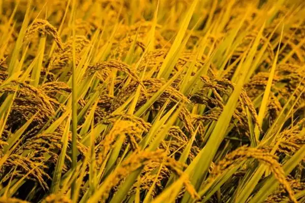 图片[7]-了解中国一年三季水稻产地的方法和重点？了解中国一年三季水稻产地要做好哪些细节？-会东网
