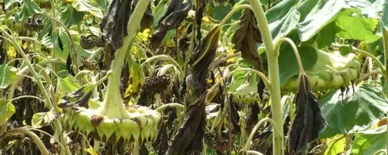 防治油葵菌核病的方法和重点？防治油葵菌核病要做好哪些细节？-会东网