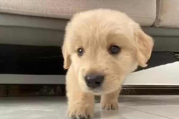 金毛犬表达情绪的方式 ,金毛怎样表现它的心情状态插图3 金毛犬表达情绪的方式 ,金毛怎样表现它的心情状态插图3