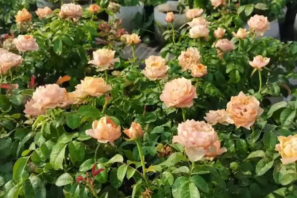 图片[4]-掌握月季花栽培技术的方法和重点？掌握月季花栽培技术要做好哪些细节？-会东网