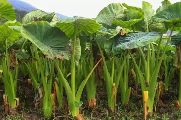 图片[2]-确定芋头种植时间的方法和重点？确定芋头种植时间要做好哪些细节？-会东网