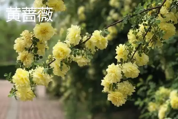 图片[3]-蔷薇优良品种大推荐：5种观赏价值高的品种介绍-会东网