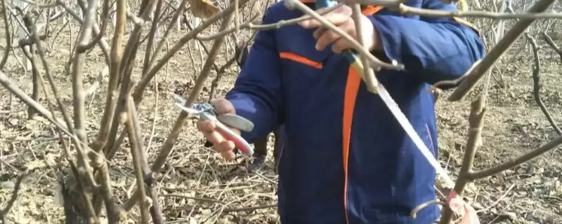 猕猴桃冬剪技术有哪些要点呢 ,猕猴桃冬剪先做好徒长枝修剪工作-会东网