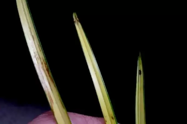 图片[7]-夏天兰花叶子发黄干枯的原因和要点？分析夏天兰花叶问题需关注哪些方面？-会东网