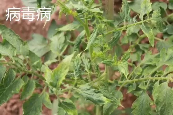 图片[4]-蔬菜如何补钙？给蔬菜补钙要掌握哪些合适的补钙方式和肥料选择？-会东网
