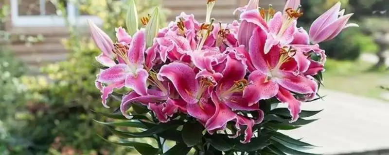 盆栽百合花浇水方法：每隔3天浇一次的科学频率-会东网
