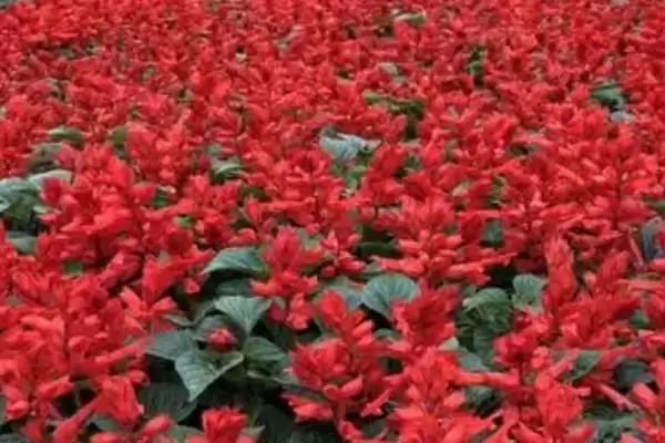 图片[3]-繁殖一串红的方法和重点？繁殖一串红要做好哪些细节？-会东网