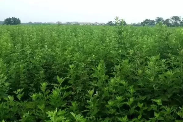 图片[5]-种植艾草的流程和要点？种植艾草需把控哪些关键环节？-会东网