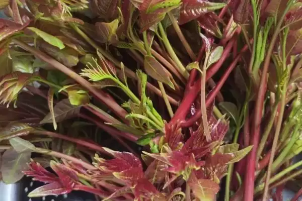 图片[3]-香椿在农村很少有人种植的原因和要点？分析香椿农村种植情况需关注什么？-会东网