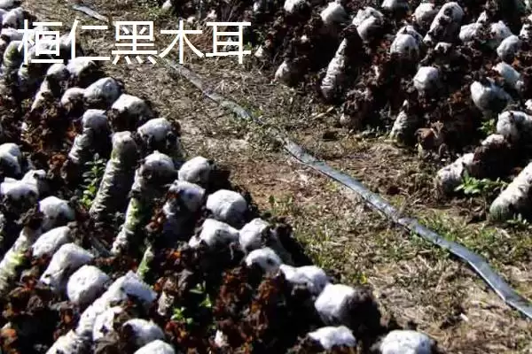 图片[7]-辽宁省桓仁满族自治县的特产 ,桓仁有哪些知名的特产种类呢？-会东网