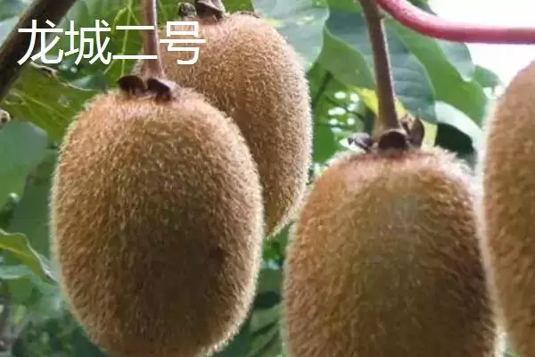 图片[4]-软枣猕猴桃甜度排名？了解软枣猕猴桃甜度排名要知晓哪些品种情况？-会东网