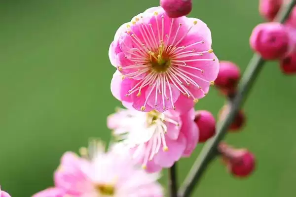 图片[2]-什么是梅花？认识梅花要了解哪些关键的花卉形态和文化寓意？-会东网