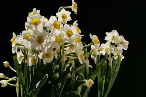 图片[4]-水仙花的花语？了解水仙花花语要探究哪些文化象征和寓意内涵要点？-会东网