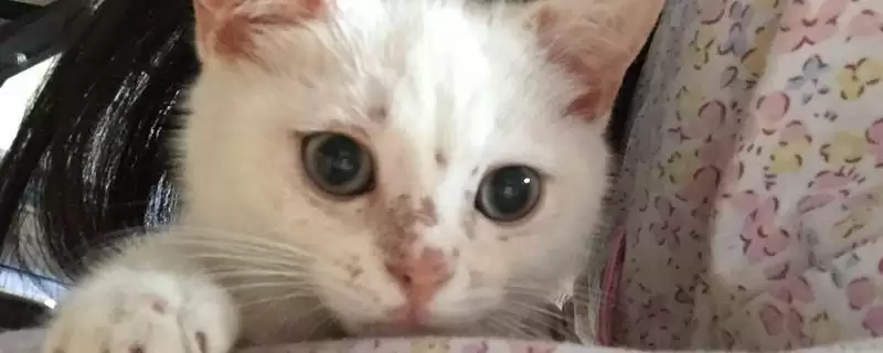 什么是猫奶癣？了解猫奶癣要知晓哪些关键的疾病症状和防治方法？-会东网