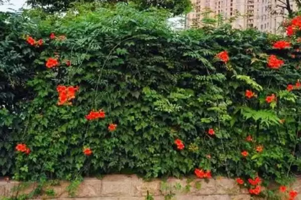 图片[5]-什么是凌霄花？认识凌霄花要了解哪些关键的花卉形态和生长特性？-会东网