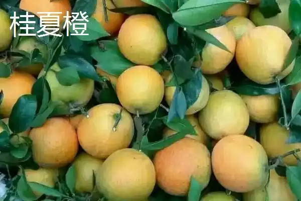 图片[7]-夏橙是否夏季成熟的要点和判断？判断夏橙成熟时间需注意什么？-会东网