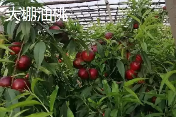 图片[4]-确定油桃追肥时间的方法和重点？确定油桃追肥时间要做好哪些细节？-会东网