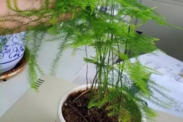图片[6]-送医生的暖心花卉：百合、康乃馨、向日葵的美好寓意-会东网