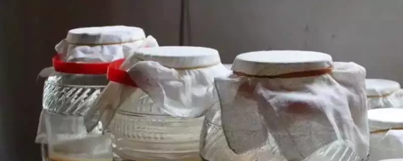 制作红茶菌菌种的方法和重点？制作红茶菌菌种要做好哪些细节？-会东网
